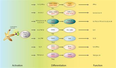 Emerging Roles of T Helper Cells in Non-Infectious Neuroinflammation: Savior or Sinner